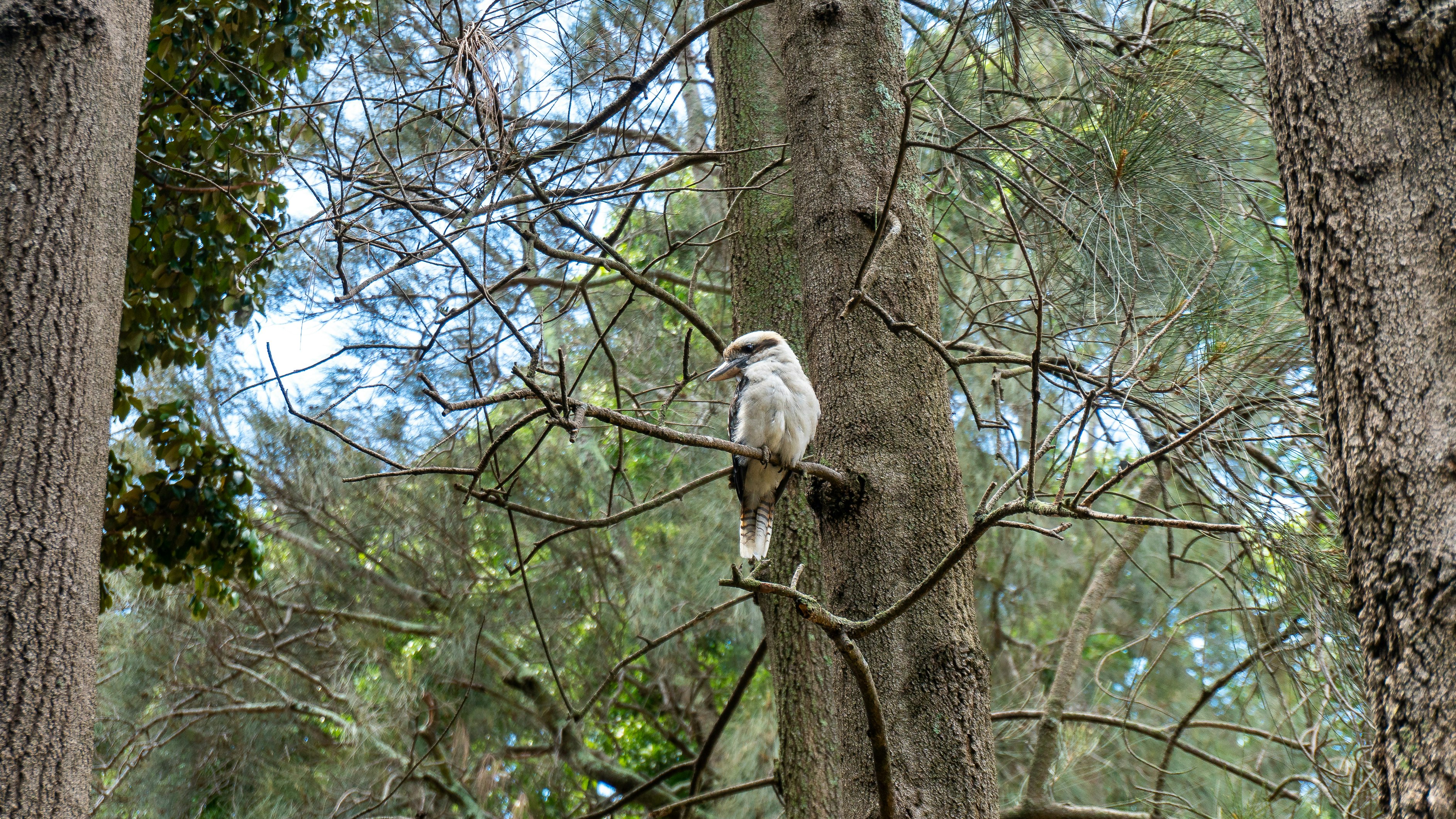 white and brown bird on brown tree branch during daytime